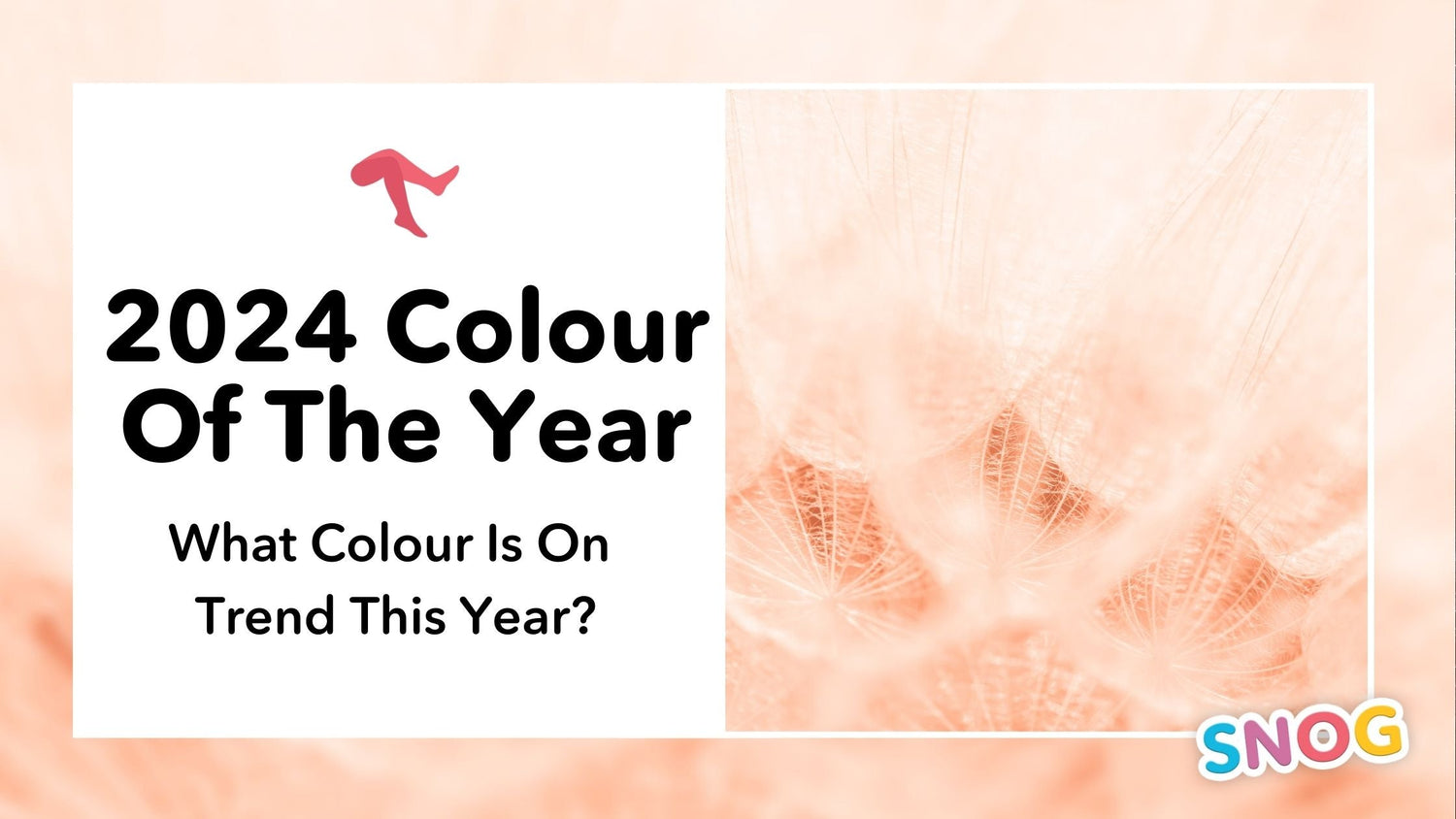 What is the 2024 Colour of the Year? And what does that mean for you? - Snag